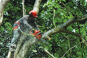 Cameron's Tree Surgery and Ground Maintenance